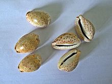 220px-Cowrie_shells_-_sozhi_roll_of_3