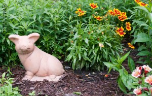 terracottapig (1 of 1)