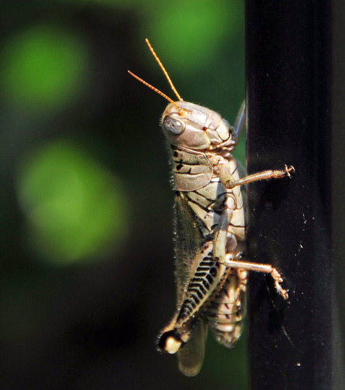 grasshopper2