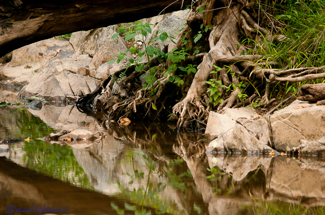 treerootreflections-058