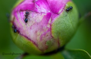 antlovespeony-9120