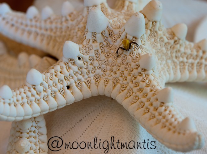 flowerspiderpose-1169