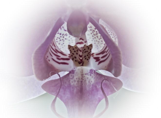 orchidlover-017