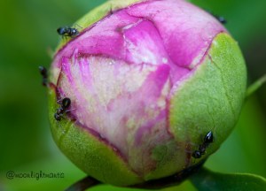 peonyants1-9124
