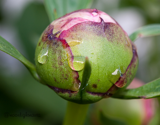 peonycry2-9106