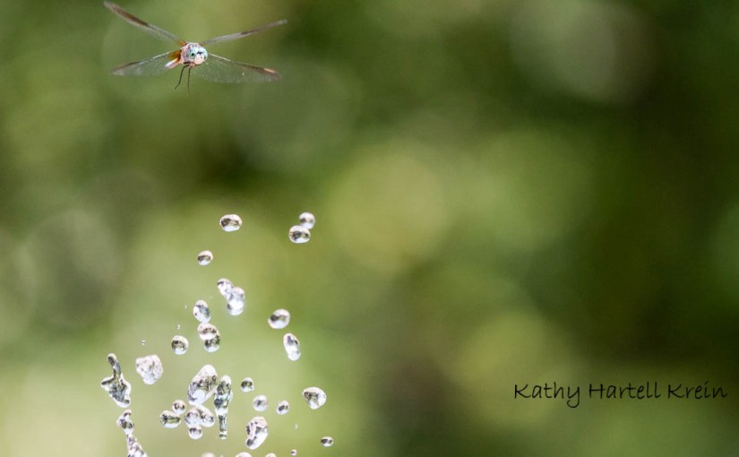 The Blue Dasher&nbsp;Dance