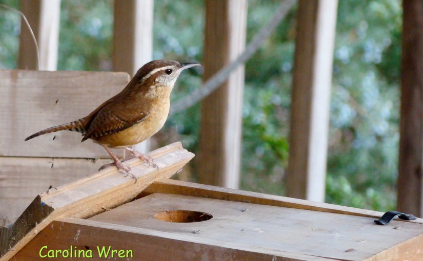 Carolina Wren, Sterling,&nbsp;VA