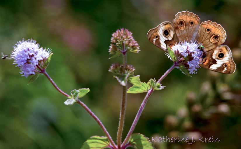 Junonia coenia — Buckeye Butterfly: Food for&nbsp;Thought