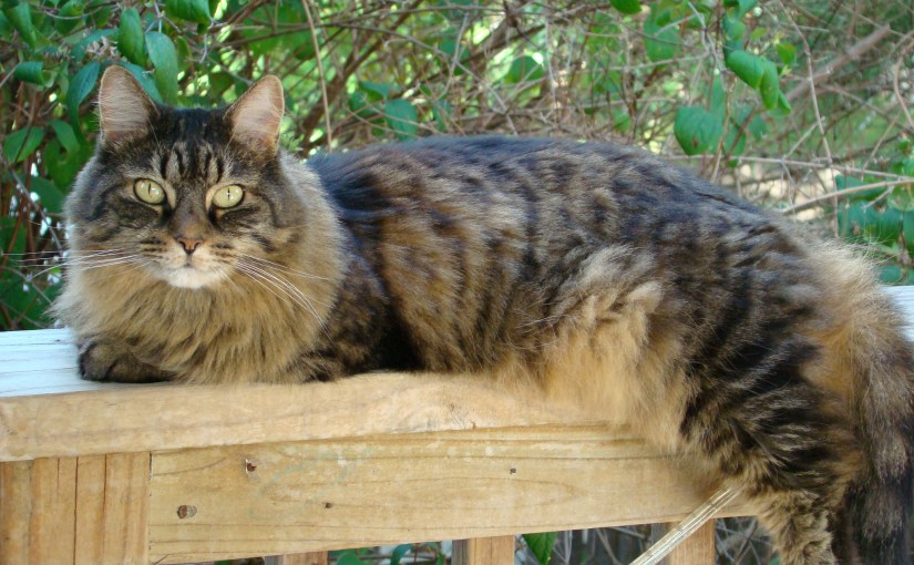 Our ‘Little Girl’ (Family&nbsp;Cat)