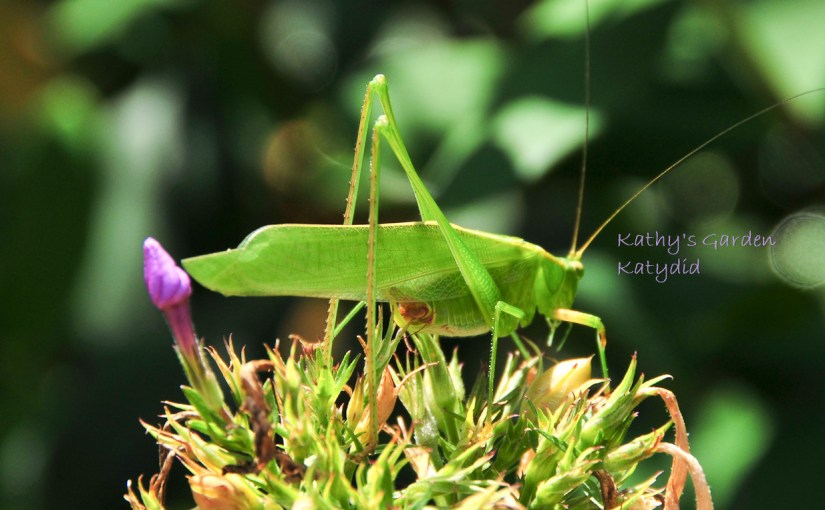 Katydid– Is that an&nbsp;Ovipositor?