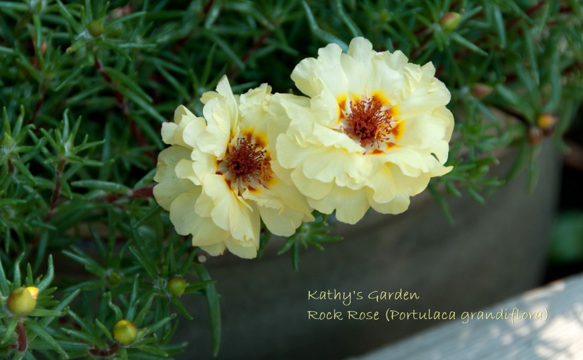 The Storm is Over, Power has been Restored, and a Heat Wave has been&nbsp;Forecast